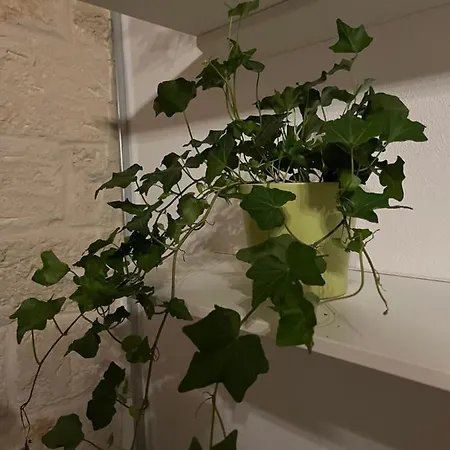 Appartement La Mattonella Monella